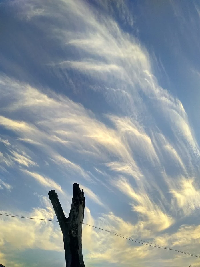 Photo - My, Tree, Clouds