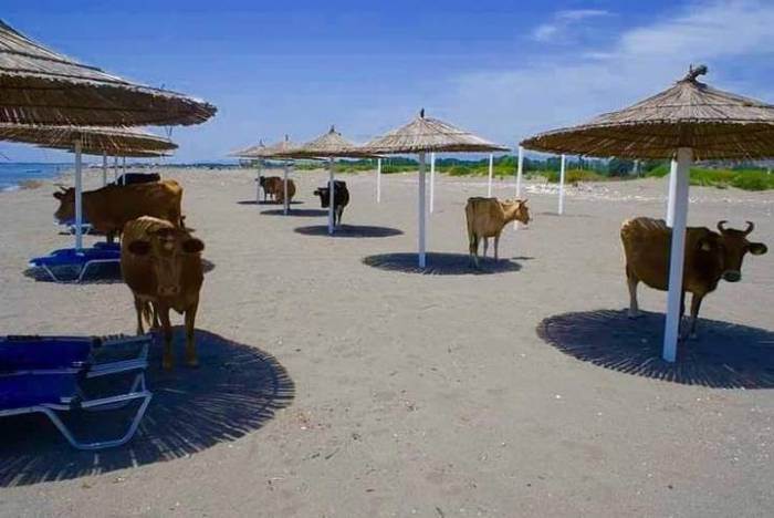 Hot - Cow, Beach, Parasol, Shadow, Heat