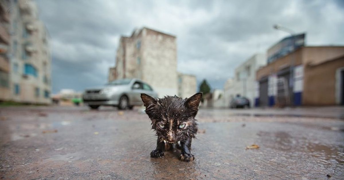 Промокнуть написанное. Бездомный кот. Брошенный котенок. Котенок под дождем. Мокрый котенок под дождем.