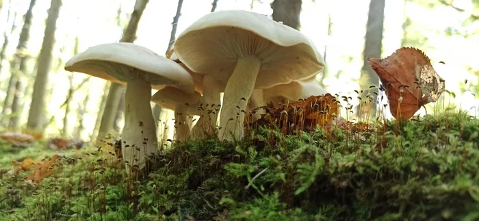 I also took a photo on my phone - My, Photo on sneaker, Forest, Mushrooms