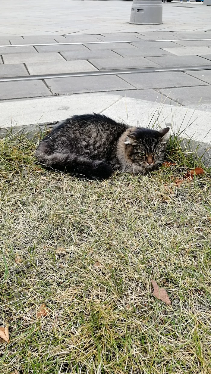 Found a cat. St.m. Belorusskaya, Moscow - My, Lost, cat, Longpost, Moscow, In good hands, Found a cat, No rating, Metro Belorusskaya