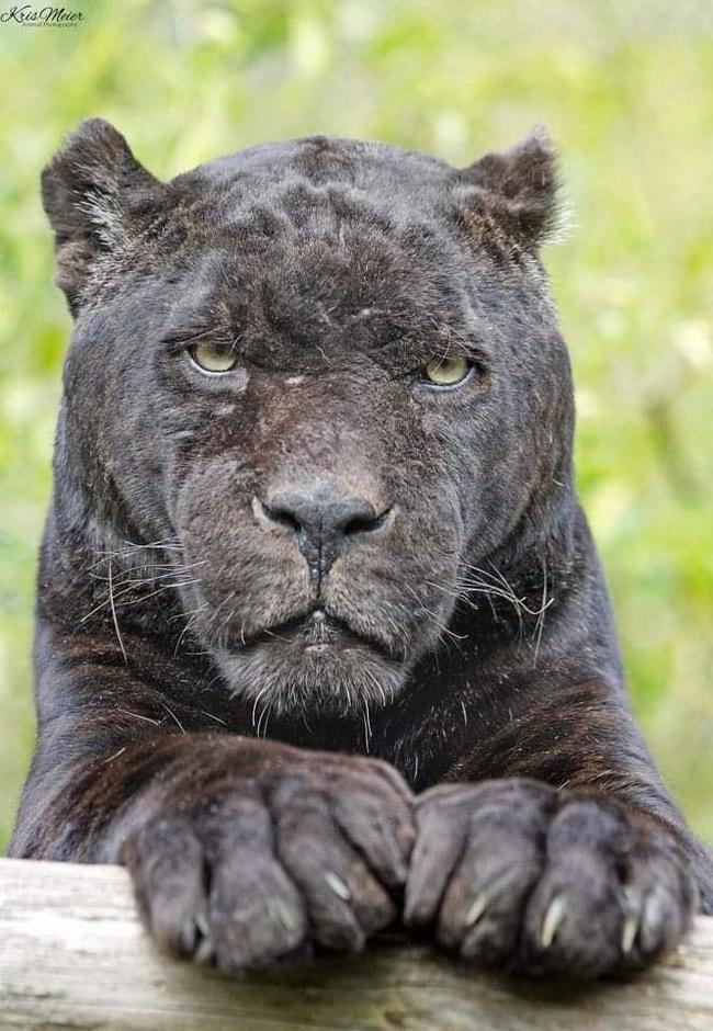 Black Panther - Black Panther, Close-up, The photo, Big cats, Sight, Wild animals, Animals, Panther, , , Reddit