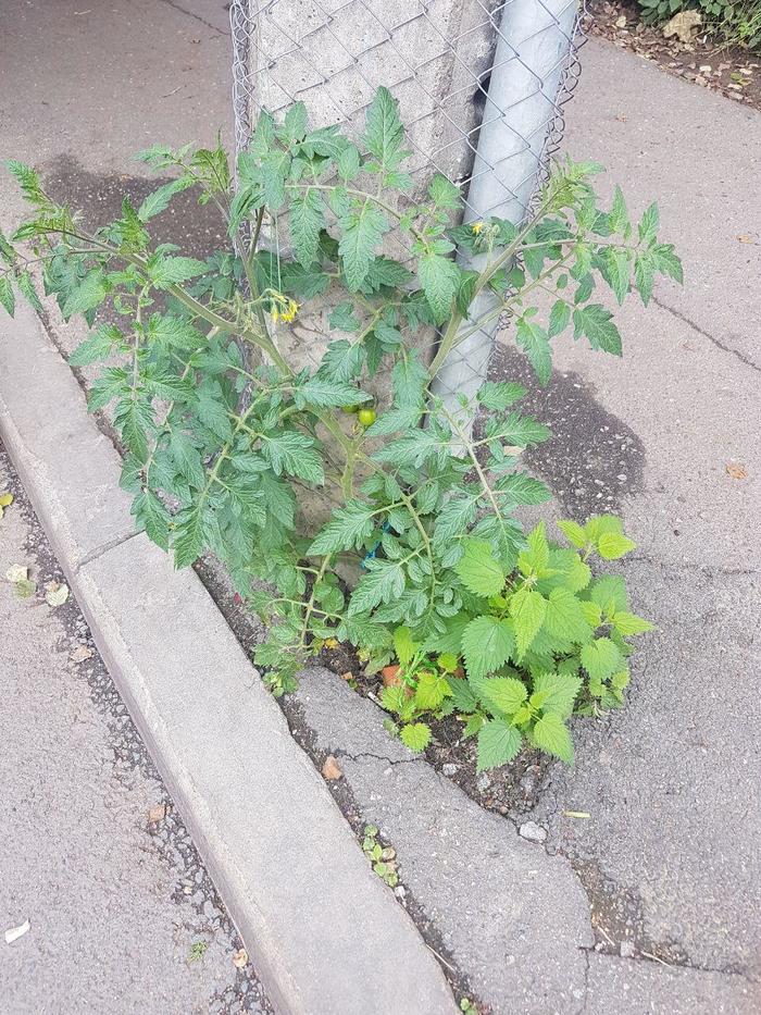 Асфальт есть земля!