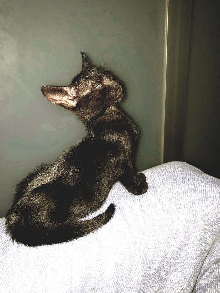 Статуэтка Черной Розы