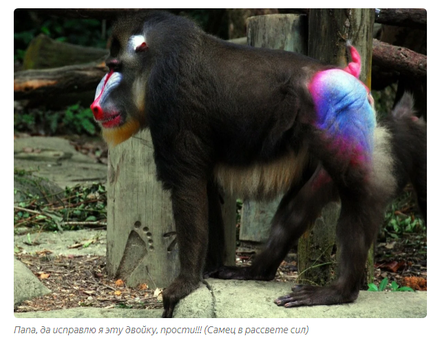 Mandrill: Fierce gopniks from the jungle. The Lion King's Monkey will no longer seem like a kindly sage - Mandrill, Animals, Yandex Zen, Longpost