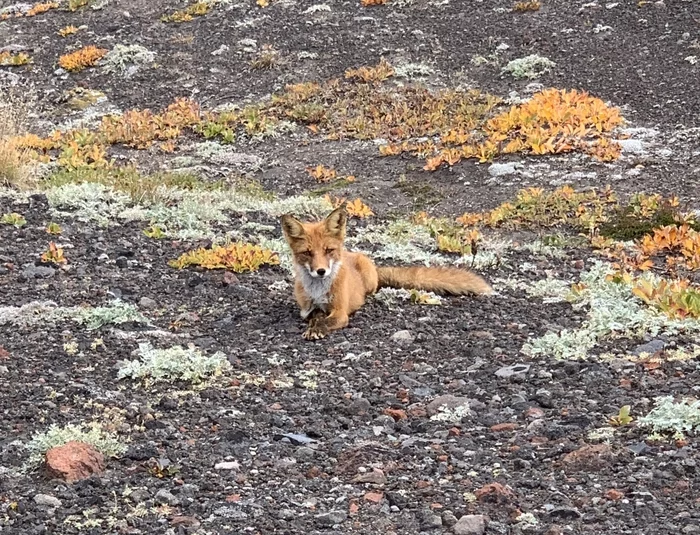 Kamchatka today - My, Kamchatka, The photo, Evrazhka, Nature, Longpost, Fox