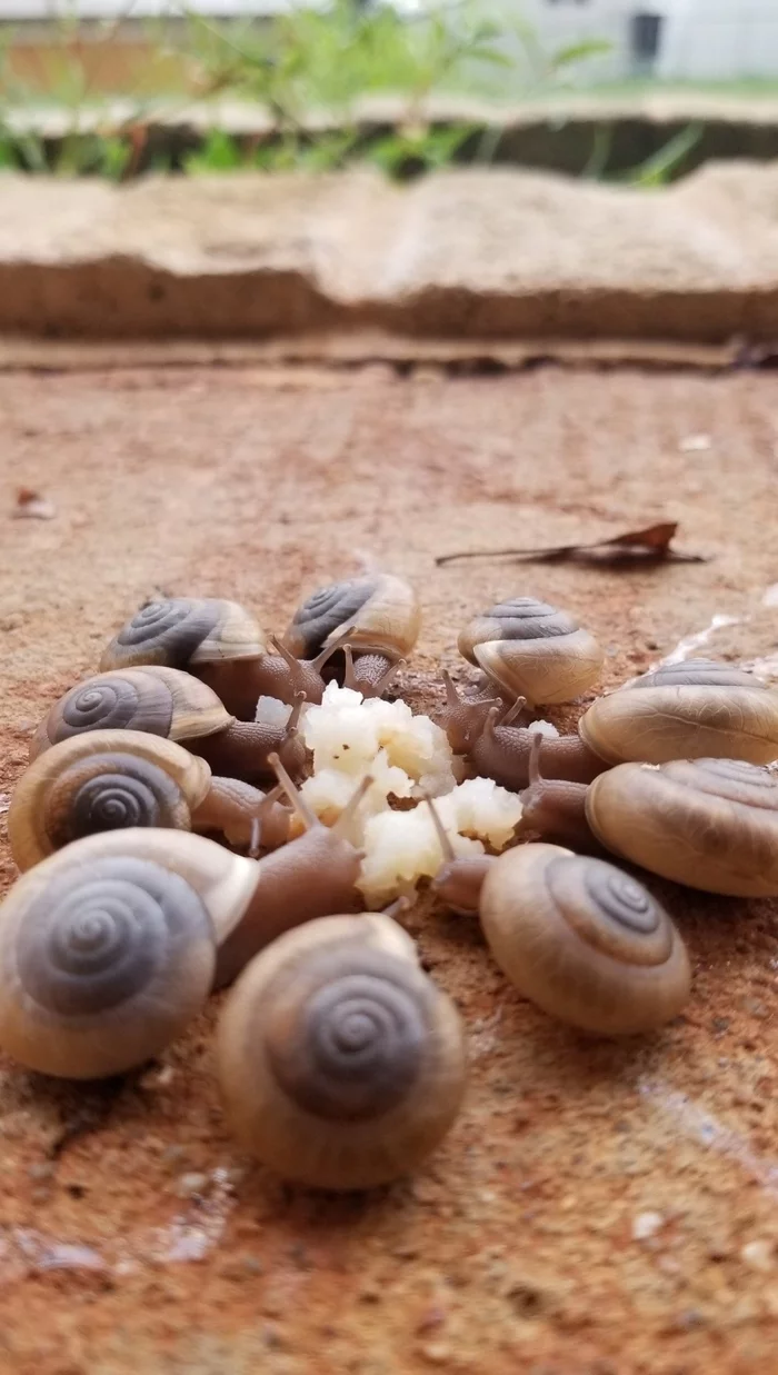 Snails eat potatoes - Snail, Potato, Gastropod molluscum