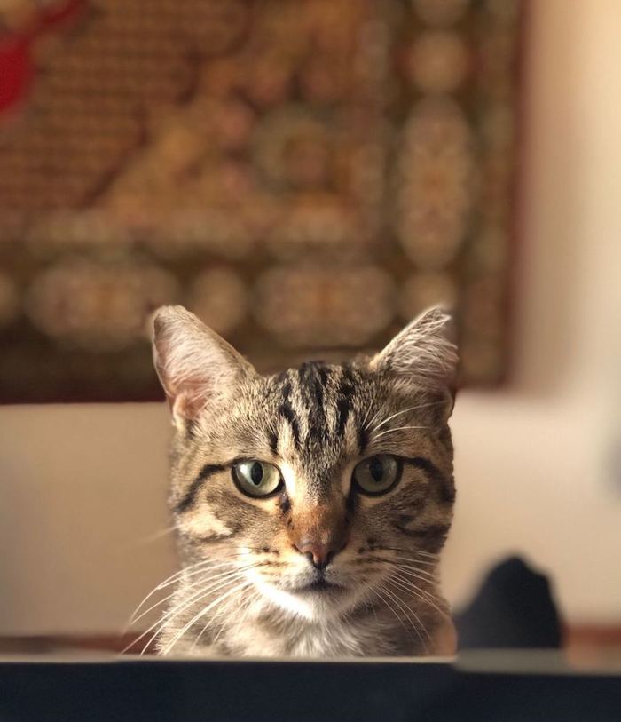 Кiт. Домашний. Наблюдающий