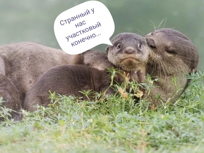 Otter is confused - My, Otter, Precinct, Confusion, Humor, Picture with text