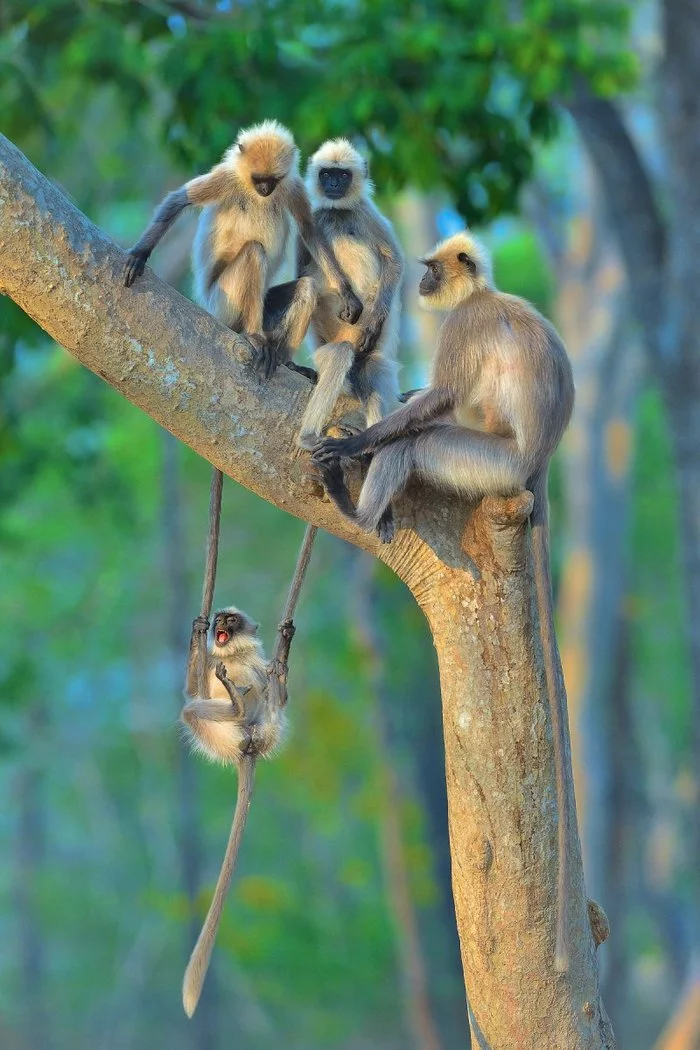 2020 Wildlife Comedy Photography Award Finalists (Part 2) - The photo, Animals, Birds, Competition, Comedy, Humor, Milota, Smile, Longpost, , Funny animals