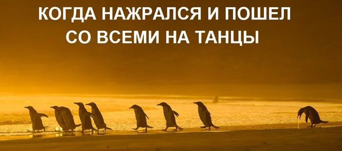 - Come on! - Penguins, Party, Nausea, Picture with text