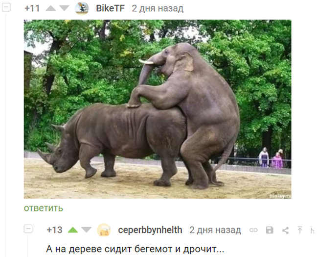 Comments - Comments, Elephants, hippopotamus, Rhinoceros