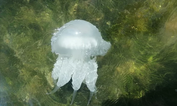 Jellyfish, Taman Bay - My, The photo, The bay, Jellyfish