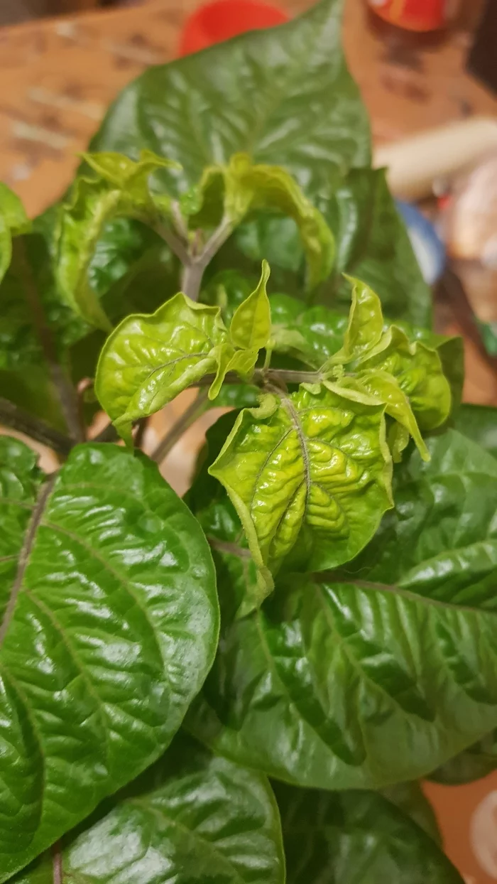 BYADA 2!!! - My, Hot peppers, Growing, Growbox, Ripped out the eye, Longpost