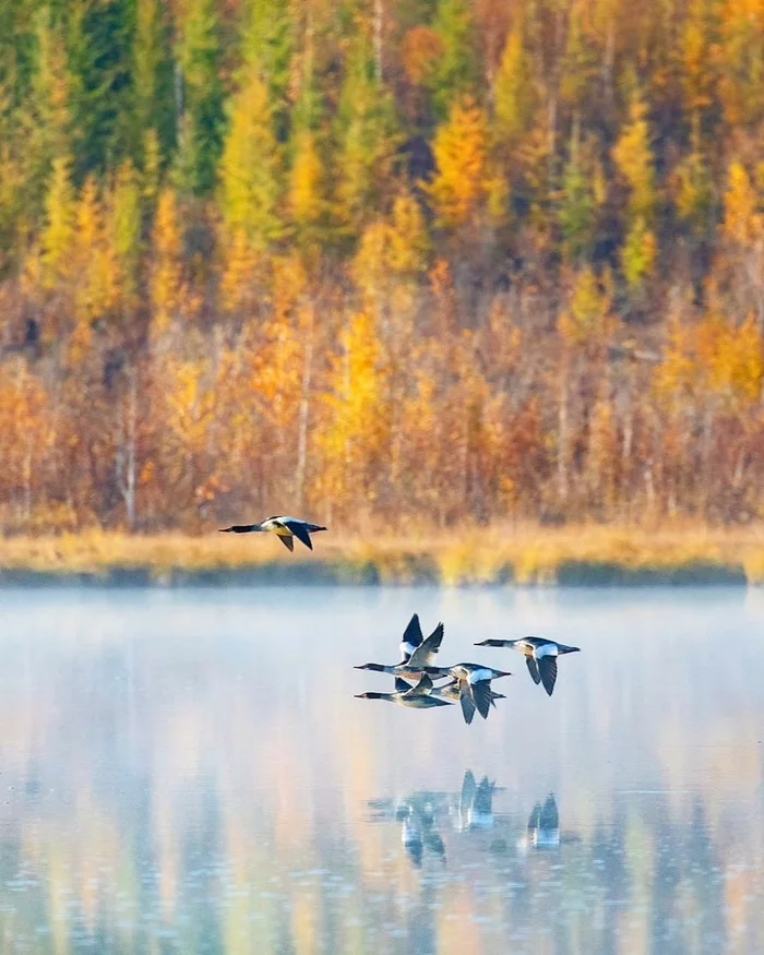 Geese are flying. Khangalassky ulus. Yakutia - Yakutia, Russia, The photo, Birds, Nature, Duck, wildlife, The nature of Russia, Autumn, Forest