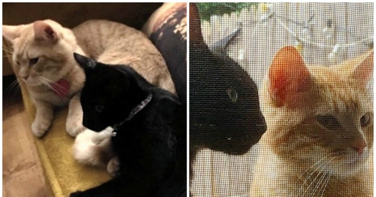 кот привёл подруг. кот привел домой. кот привел кошку. Fanekot кто. кот привел домой беременную кошку.