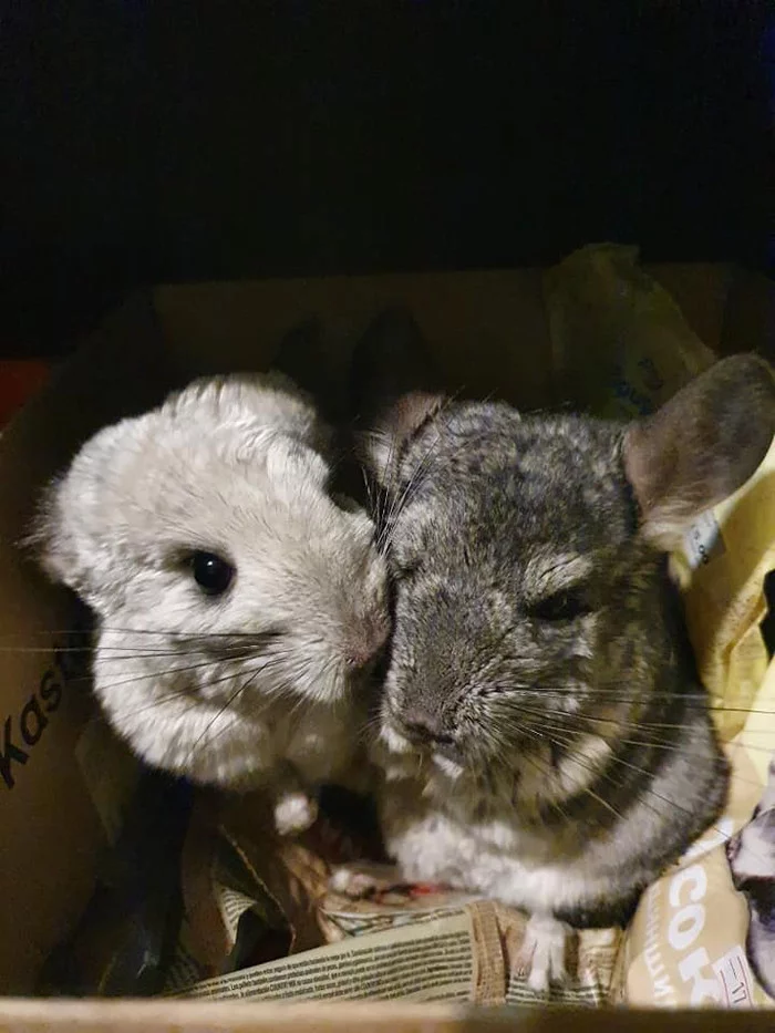 We played a little - My, Chinchilla, Pets