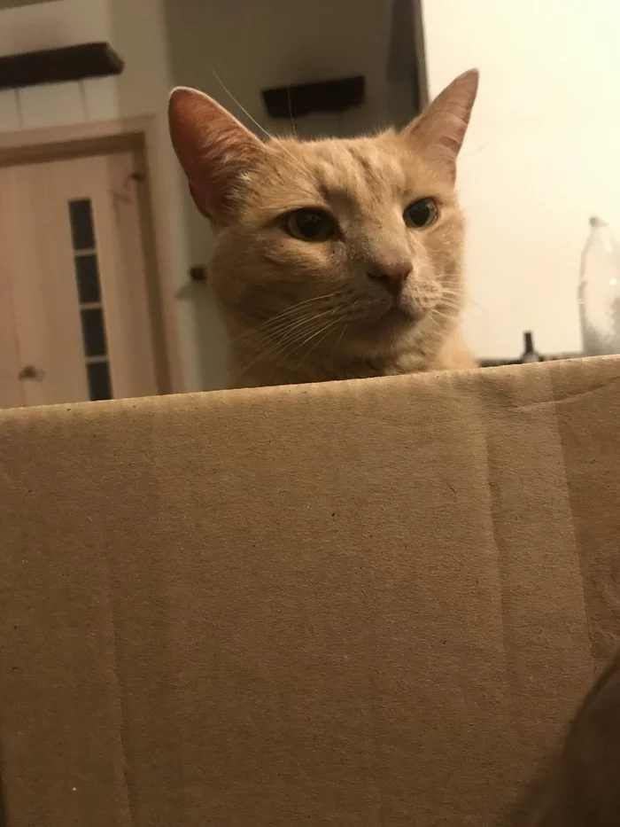 Cat and box - My, cat, Help, Survival, In spite of