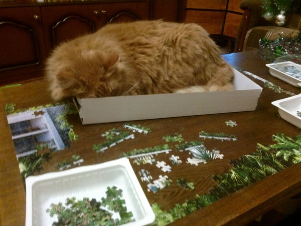 Cats and puzzles - cat, Puzzle, Humor, Pests, Longpost