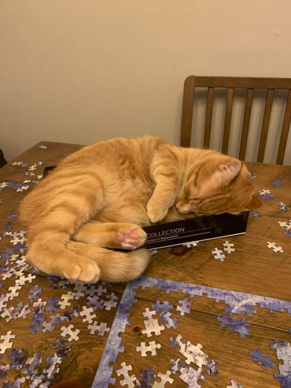 Cats and puzzles - cat, Puzzle, Humor, Pests, Longpost