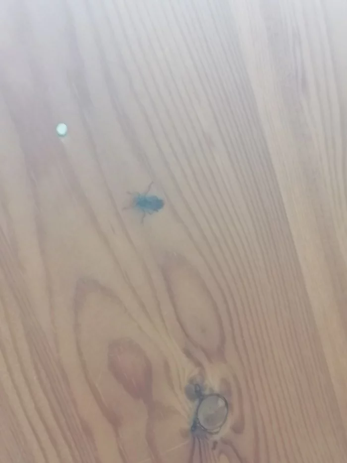 What kind of fly is this?!? - My, Help, Creatures, Longpost