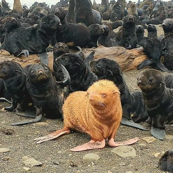 Am I the red-haired one? - Redheads, The photo, Young, Fur seal, Albino