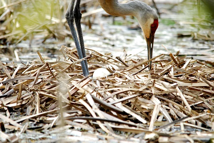 Why do cranes dance: what is known about rare birds (photo) - Animals, Nature, Ecology, Heron, Longpost, Birds