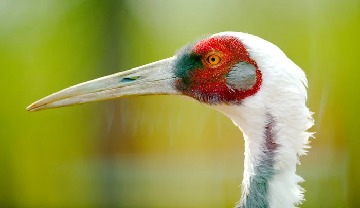 Why do cranes dance: what is known about rare birds (photo) - Animals, Nature, Ecology, Heron, Longpost, Birds