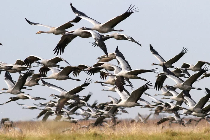 Why do cranes dance: what is known about rare birds (photo) - Animals, Nature, Ecology, Heron, Longpost, Birds