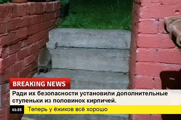 Срочные новости! Ёжик, Юмор, Новости, Позитив, Социальные сети, Длиннопост