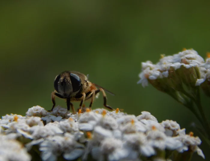 Bugs - My, The photo, Insects, Nikon, Longpost