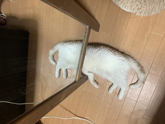 Alice through the Looking Glass - cat, Mirror, Reflection, Through the looking glass