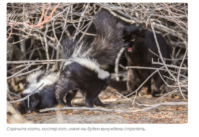 Skunk: Legendary stink. What is tailed artillery really capable of? - Skunk, Animal book, Yandex Zen, GIF, Longpost, Animals