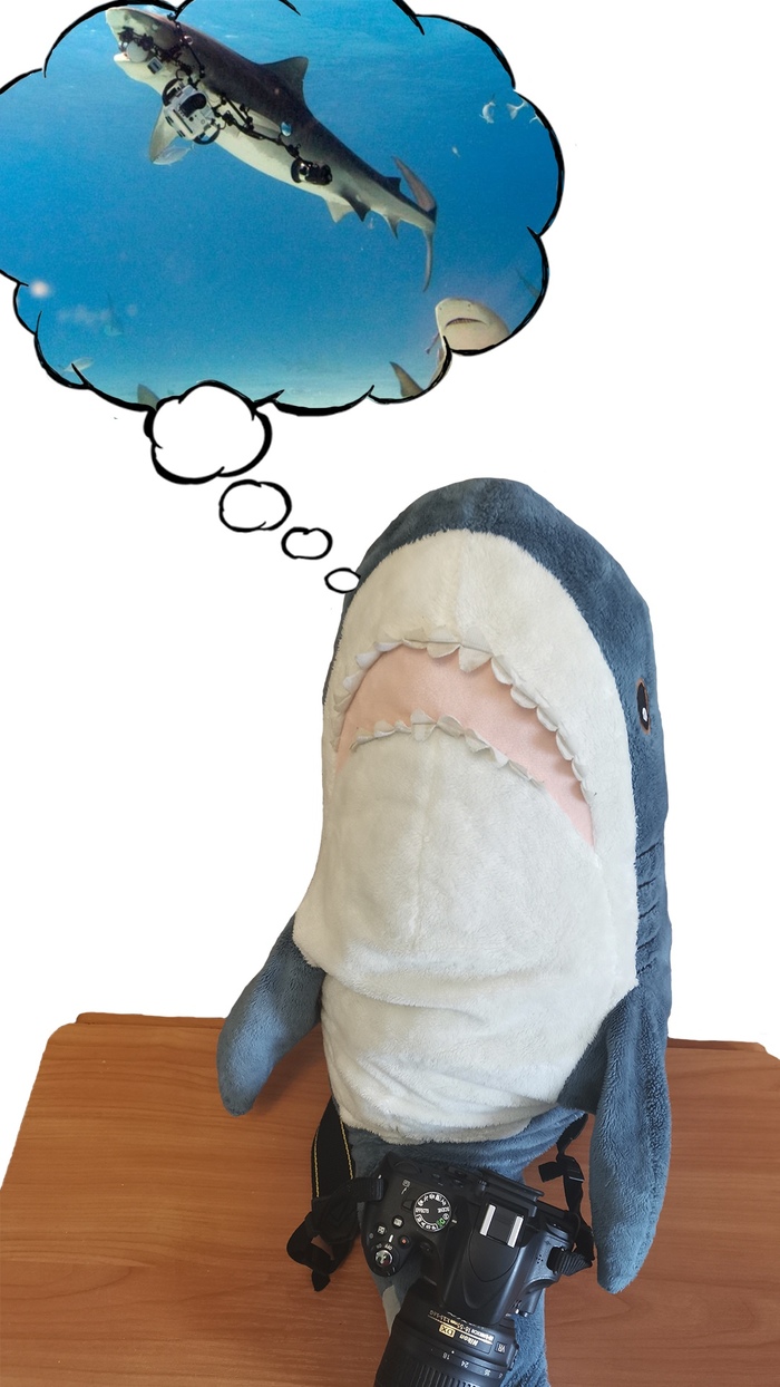 Ответ на пост «"Что делать, если тигровая акула, которую ты фотографировал, забрала с собой всё твоё  оборудование и решила сама работать на NatGeo?"»