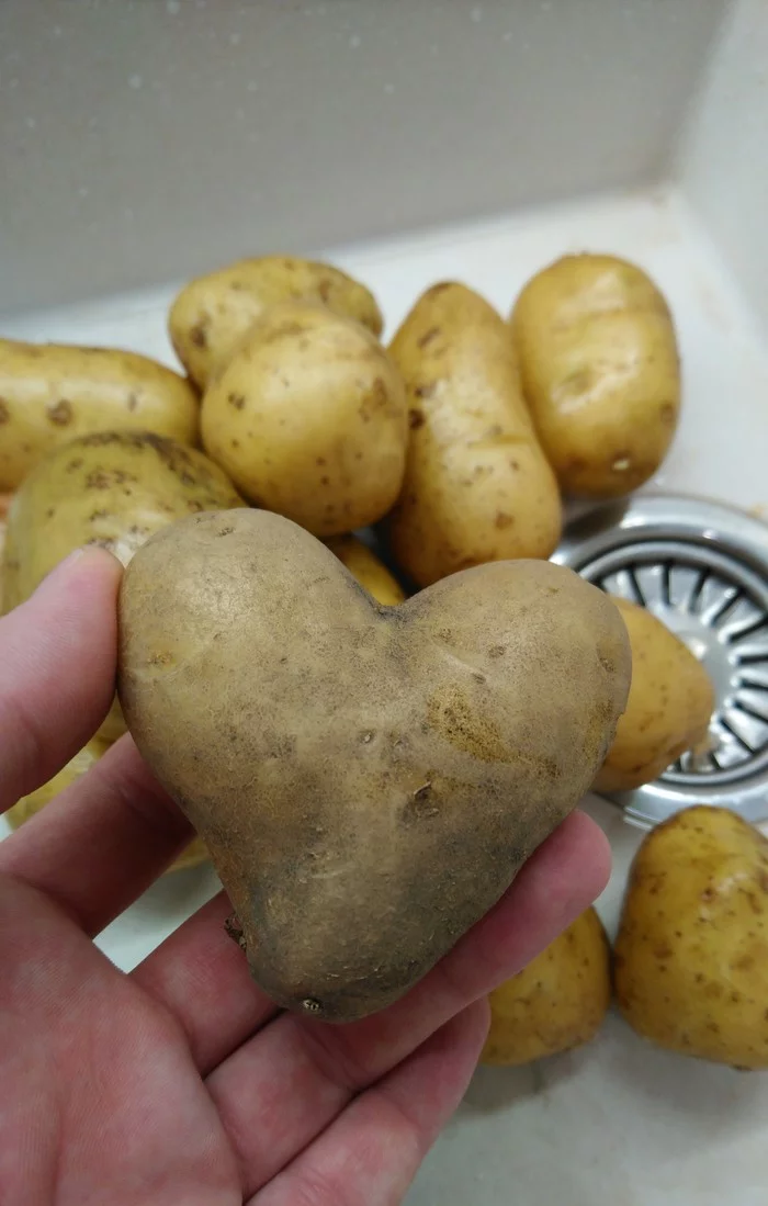 My love - My, Potato, Vegetables, Heart, Food, Merry harvest, Positive, Root crop, Photo on sneaker