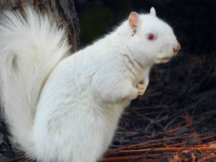 как мы спасли белку. Смотреть фото как мы спасли белку. Смотреть картинку как мы спасли белку. Картинка про как мы спасли белку. Фото как мы спасли белку как мы спасли белку. Смотреть фото как мы спасли белку. Смотреть картинку как мы спасли белку. Картинка про как мы спасли белку. Фото как мы спасли белку