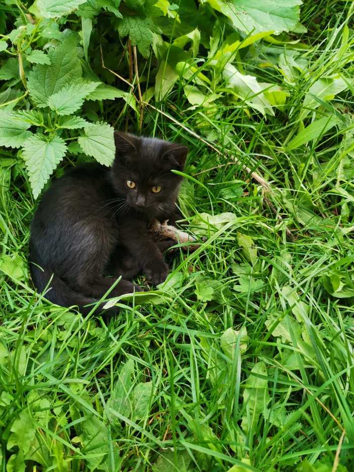 Cats and Mouse - Black cat, Longpost, Games, Nature, Mouse, cat, My