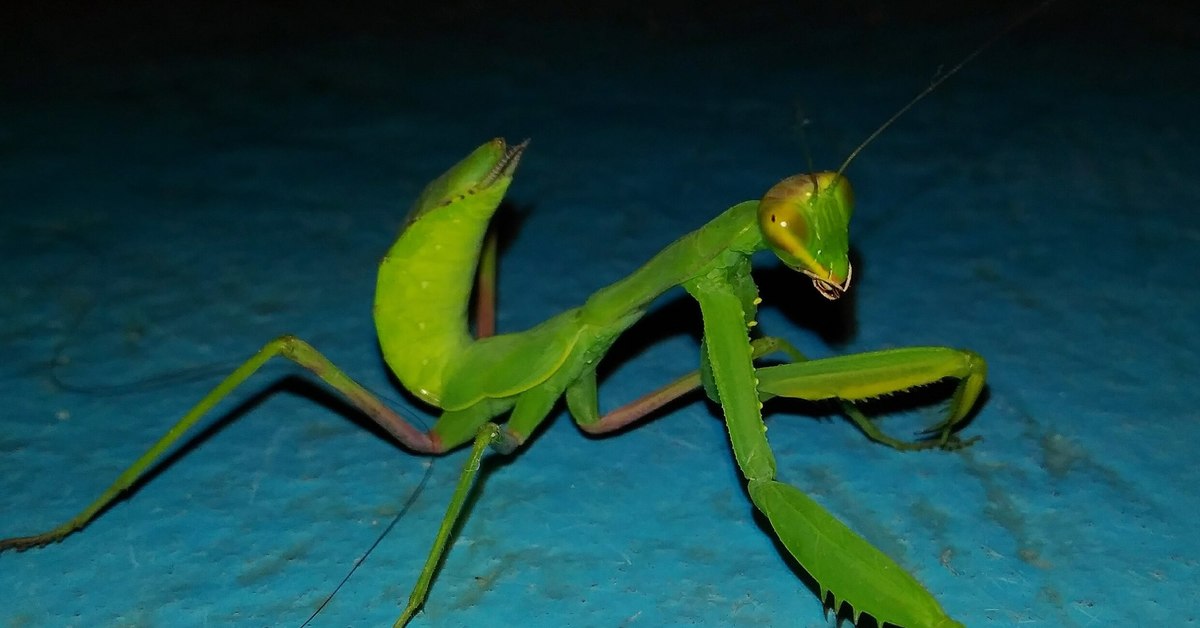 Богомол сочинский. Богомол в сочи фото. Богомол сочинский. Богомол dragon mantis. Богомол макросъемка.