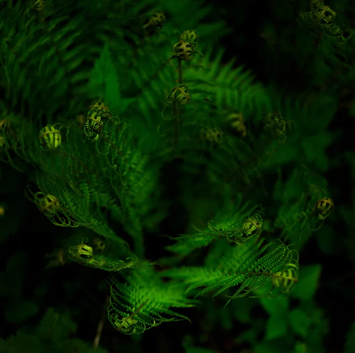 50 shades of green - My, Forest, Fern, The photo