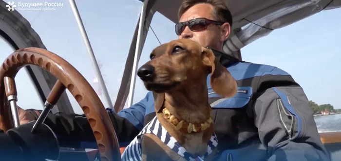 Baltic sea dog (video) - My, Animals, Dog, Dachshund, Video