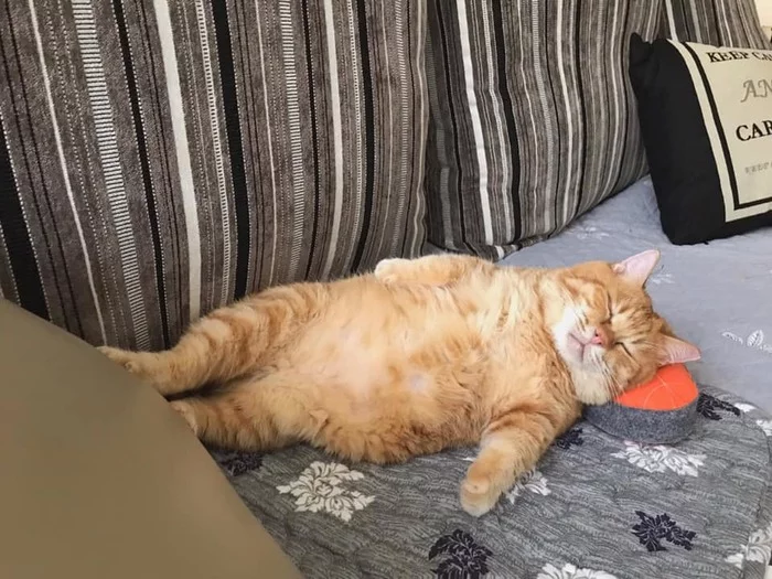 Fat red cat sleeps all day and is famous for his tired look - cat, Redheads, Munchkin, Taiwan, Milota, Sonya, Fat man, Garfield, Video, Longpost, Thick, Fullness
