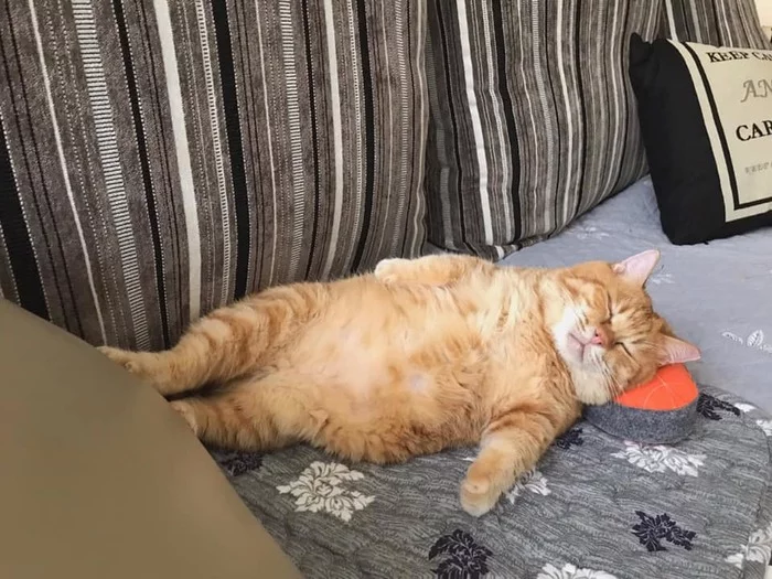 The fat ginger cat sleeps all day and has become famous for his tired appearance. - cat, Redheads, Munchkin, Taiwan, Milota, Sonya, Fullness, Garfield, Video, Longpost