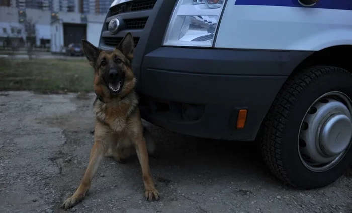 The dog helped find stolen kebabs in the Russian region - Crime, news, Dog, The crime, Negative