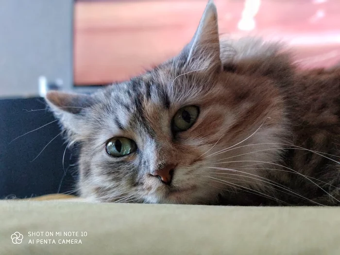 Friday thoughtful cat - My, cat, The photo, Friday, Photo on sneaker