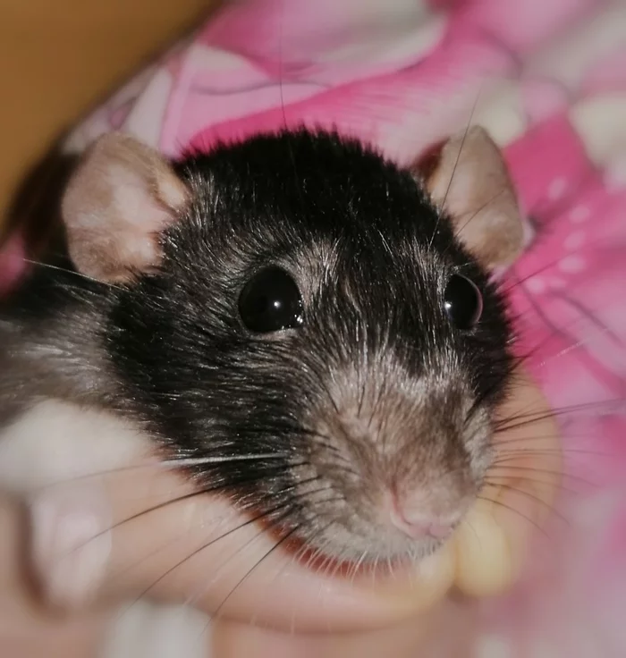Rats vs. - My, Rat, Hamster, Sadness, Adrian Brody, Longpost