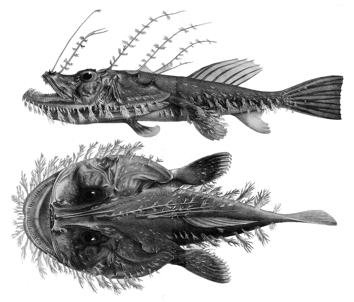 ÓÄÈËÜÙÈÊÈ (Lophiiformes). ×àñòü I Áèîëîãèÿ, Ðûáà, Ðûáà-Óäèëüùèê, Èíòåðåñíîå, Ëèãà áèîëîãîâ, Âèäåî, Äëèííîïîñò