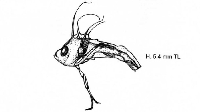 ÓÄÈËÜÙÈÊÈ (Lophiiformes). ×àñòü I Áèîëîãèÿ, Ðûáà, Ðûáà-Óäèëüùèê, Èíòåðåñíîå, Ëèãà áèîëîãîâ, Âèäåî, Äëèííîïîñò