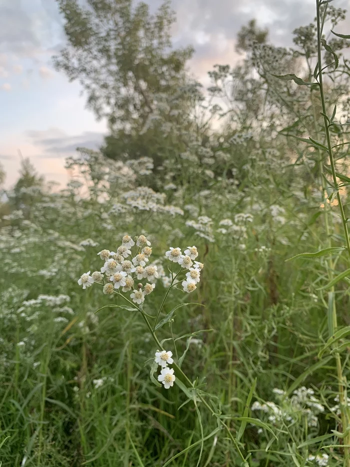 A place for the soul - The nature of Russia, Sunset, Omsk, Homeland, Place for the soul, Longpost