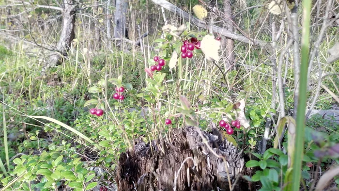 Walk in the woods - My, Mobile photography, Walk, Tyumen, Longpost