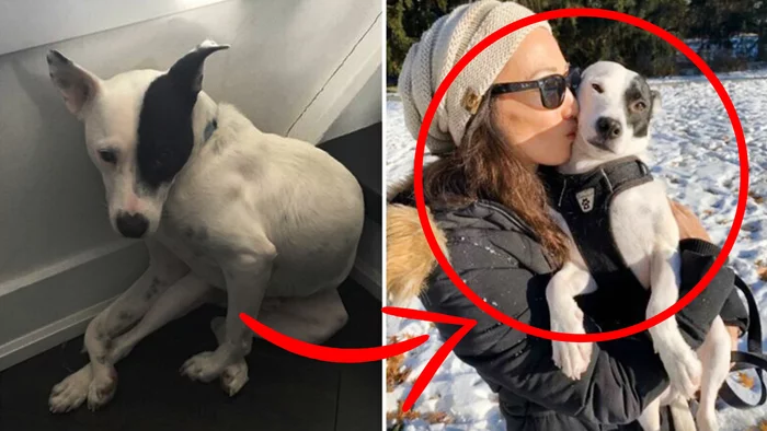 A woman was AFRAID of DOGS all her life until she met a dog who was AFRAID of PEOPLE - My, Dog, The rescue, Animal Rescue, Pet, Life stories, Story, Video, Longpost, Pets